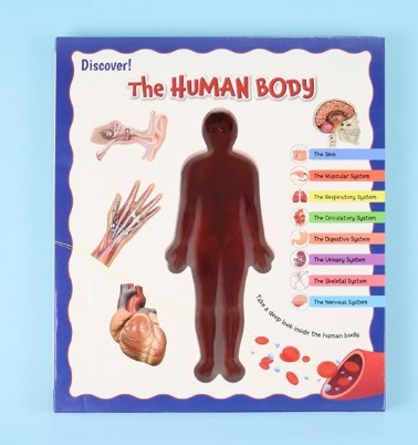 the human body